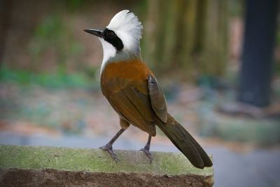 Close-up of bird perching on a tree