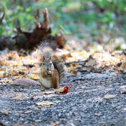 View of squirrel on rock