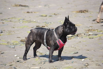 Dog standing on beach