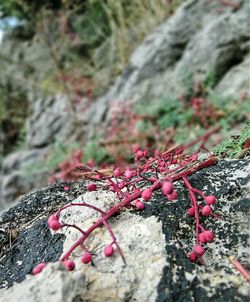 Close-up of plant on rock