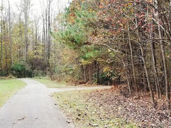 Road amidst trees in forest