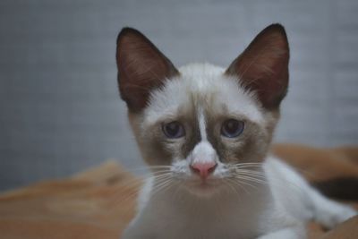 Close-up portrait of cat at home