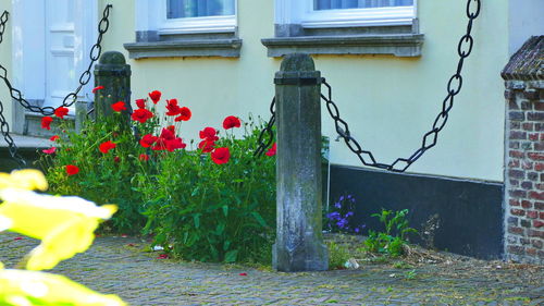 Red flowering plants by window of building