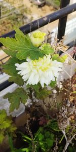 Close-up of white flowering plants