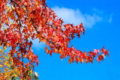 Low angle view of maple tree against sky