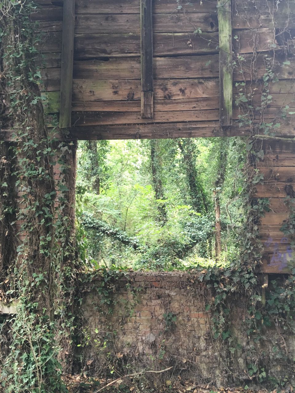 plant, growth, no people, day, wood - material, nature, window, green color, outdoors, forest, tree, fern, architecture, close-up, beauty in nature