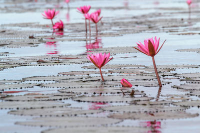 Close-up of pink water lily in lake