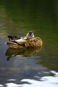 Duck swimming in a lake