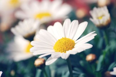 Close-up of white daisy