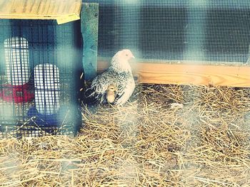 Close-up of bird in cage