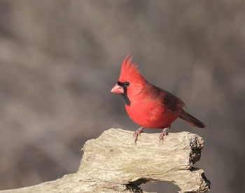 Close-up of bird perching on rock