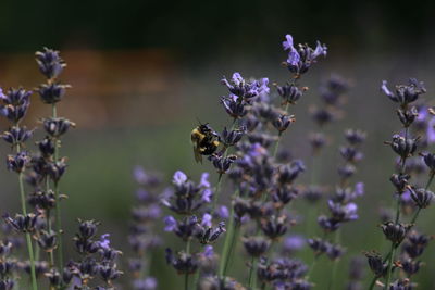 Close-up of bee on lavender flowers