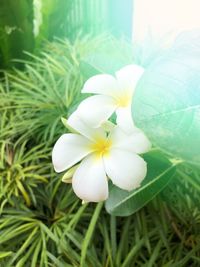 Close-up of frangipani blooming outdoors