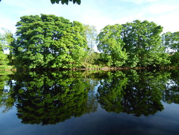 Reflection of trees in lake against sky