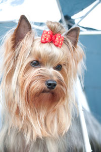 Close-up portrait of dog