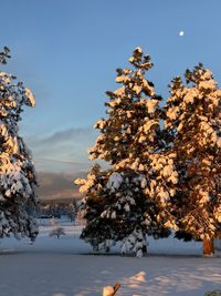 Low angle view of tree against sky