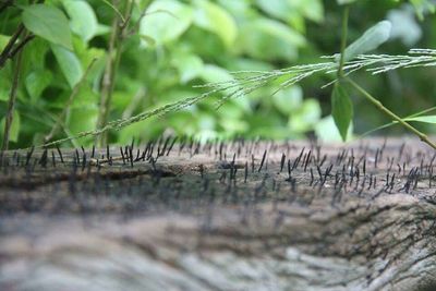 Close-up of plant against blurred background