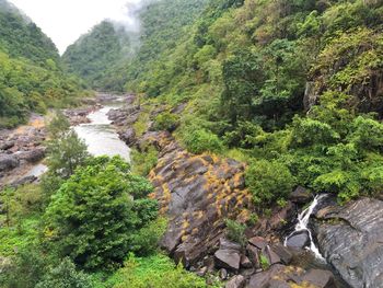 Scenic view of river amidst trees in forest