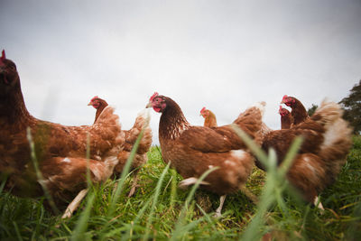 View of free range chickens on field against sky