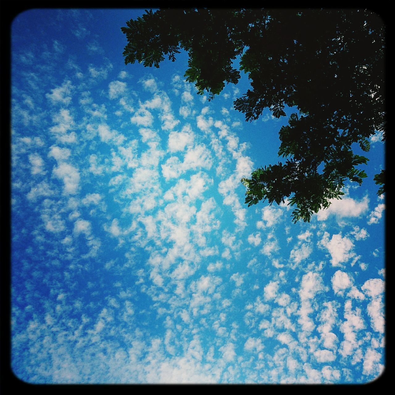 transfer print, auto post production filter, low angle view, sky, cloud - sky, tree, tranquility, beauty in nature, nature, blue, scenics, cloud, tranquil scene, cloudy, silhouette, outdoors, no people, day, sunlight, idyllic