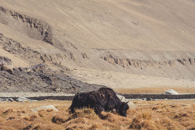 View of a desert