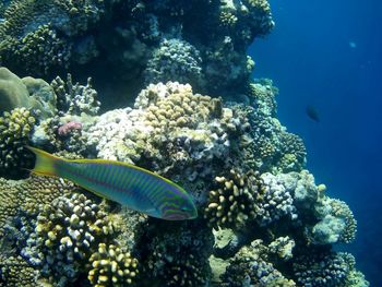 Fish swimming in sea