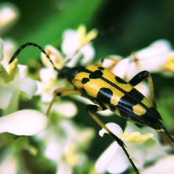 Close-up of insect on leaf