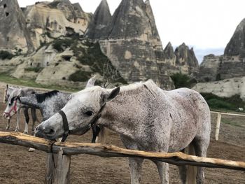 Horses in animal pen