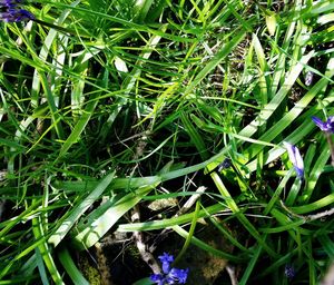 Close-up of fresh green plants on field