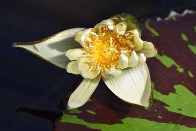 Close-up of yellow flowers