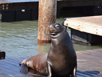 Sea lion on pier over lake