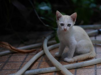 Portrait of kitten sitting outdoors