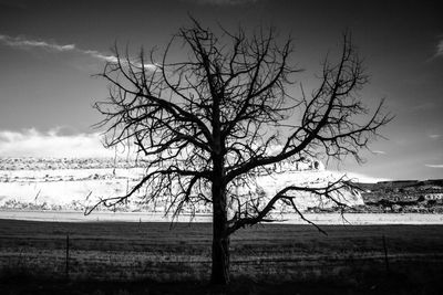 Bare tree on landscape against sky