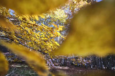 Close-up of snow on tree trunk