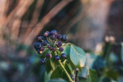 Close-up of purple flowers