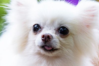 Close-up portrait of a dog