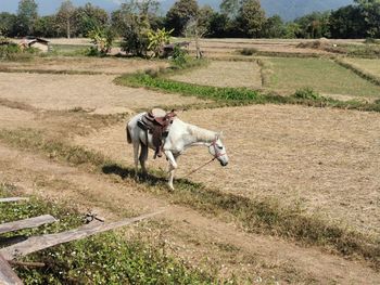 Horse running on field