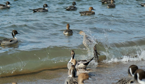 High angle view of ducks swimming in lake