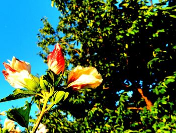 Low angle view of flower tree against blue sky