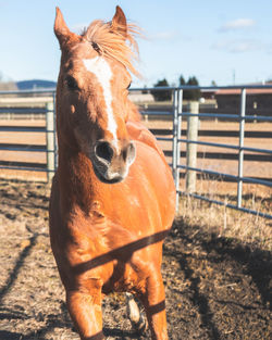 Horse in ranch