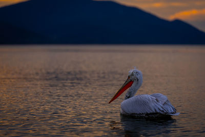 Close-up of pelican