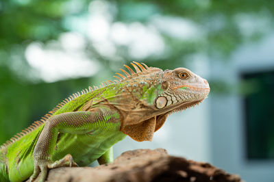 Close-up of iguana