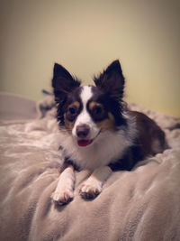 Portrait of dog lying on bed