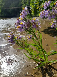 Close-up of purple flowers