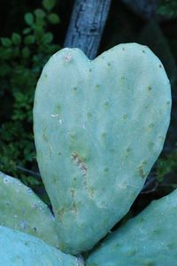 Close-up of fungus growing on tree trunk