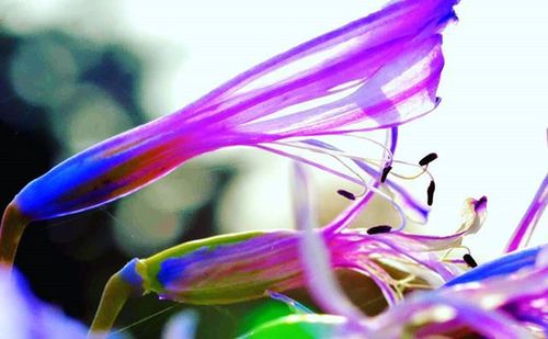 Close-up of purple flower