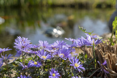 Close-up of purple flowering plants