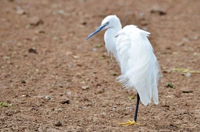 White bird perching on a field