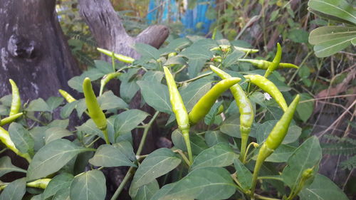 Close-up of fresh green plants