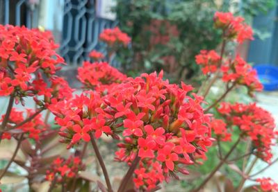 Close-up of flowers blooming outdoors